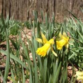 Review photo of Blackwell Campground — Hoosier National Forest by Steve D., May 28, 2021