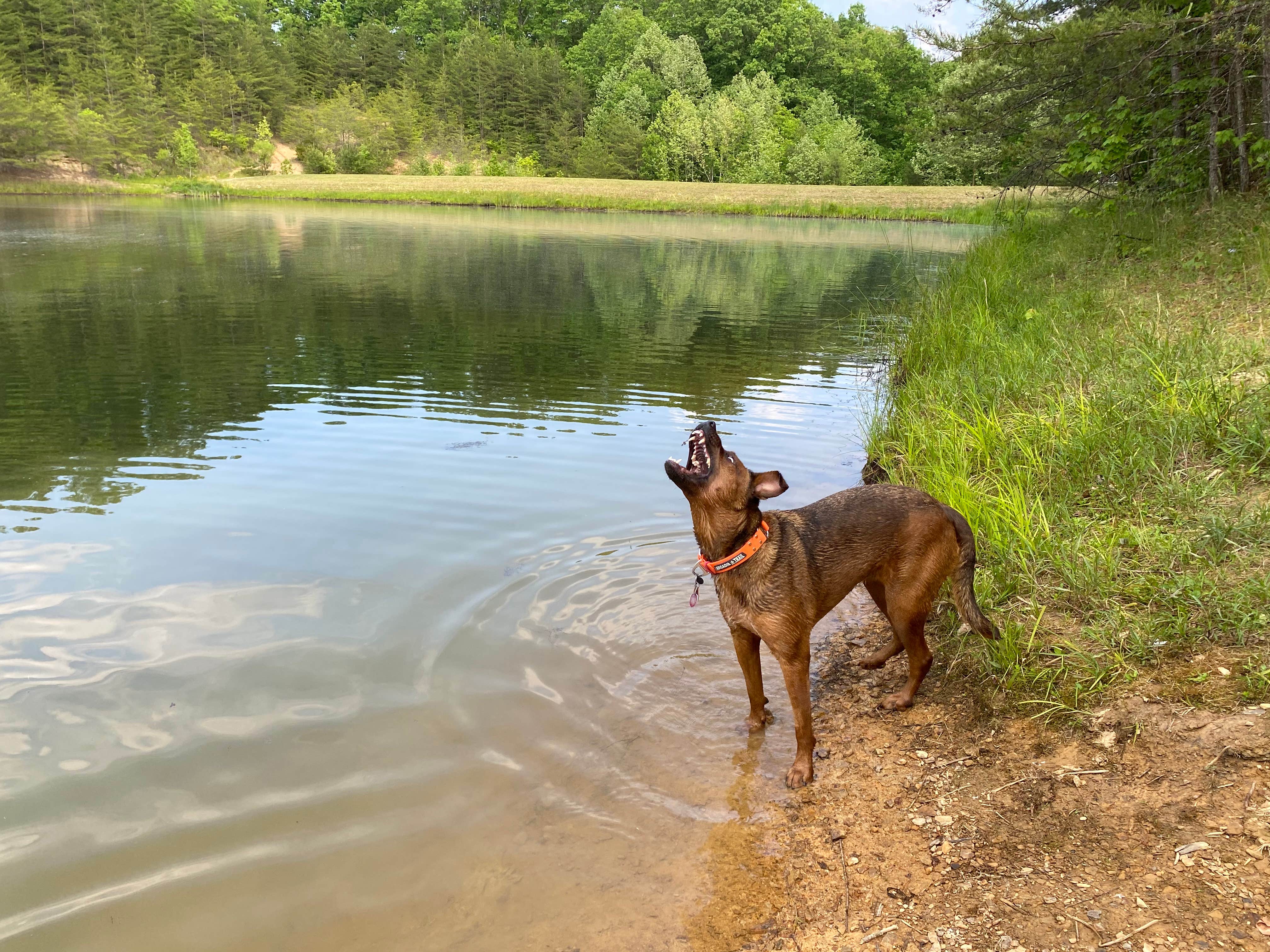 Lena L.'s photo of camping with pets at Lago Linda Hideaway near Richmond, KY