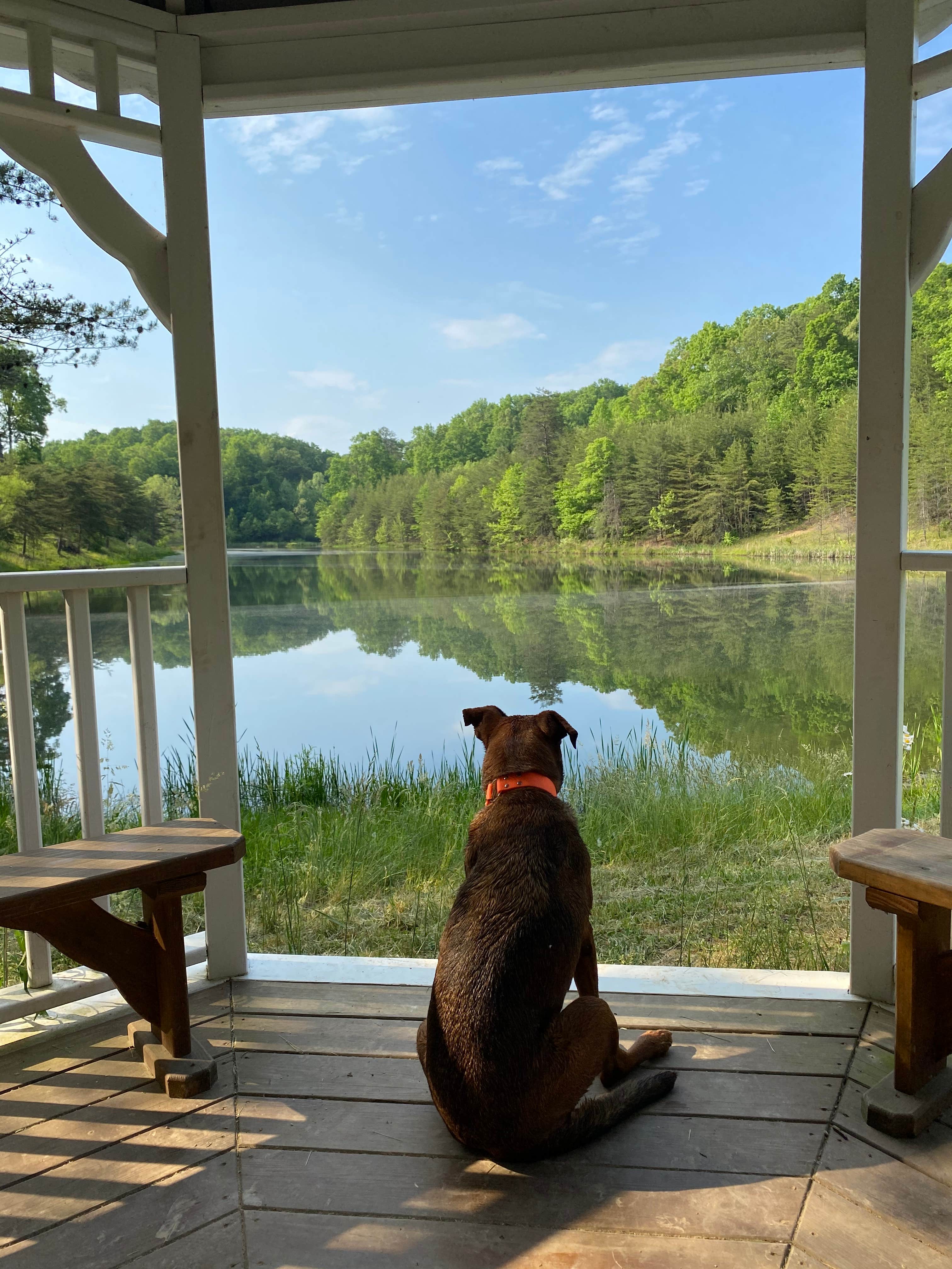 Lena L.'s photo of camping with pets at Lago Linda Hideaway near Manchester, KY