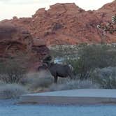 Review photo of Atlatl Rock Campground — Valley of Fire State Park by Cindy E., May 29, 2021