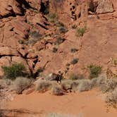 Review photo of Atlatl Rock Campground — Valley of Fire State Park by Cindy E., May 29, 2021