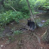 Review photo of Braley Pond Dispersed Camping & Day Use Area by Cara P., June 5, 2018