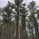 Review photo of Stockade South Campground — Custer State Park by Erin W., May 29, 2021