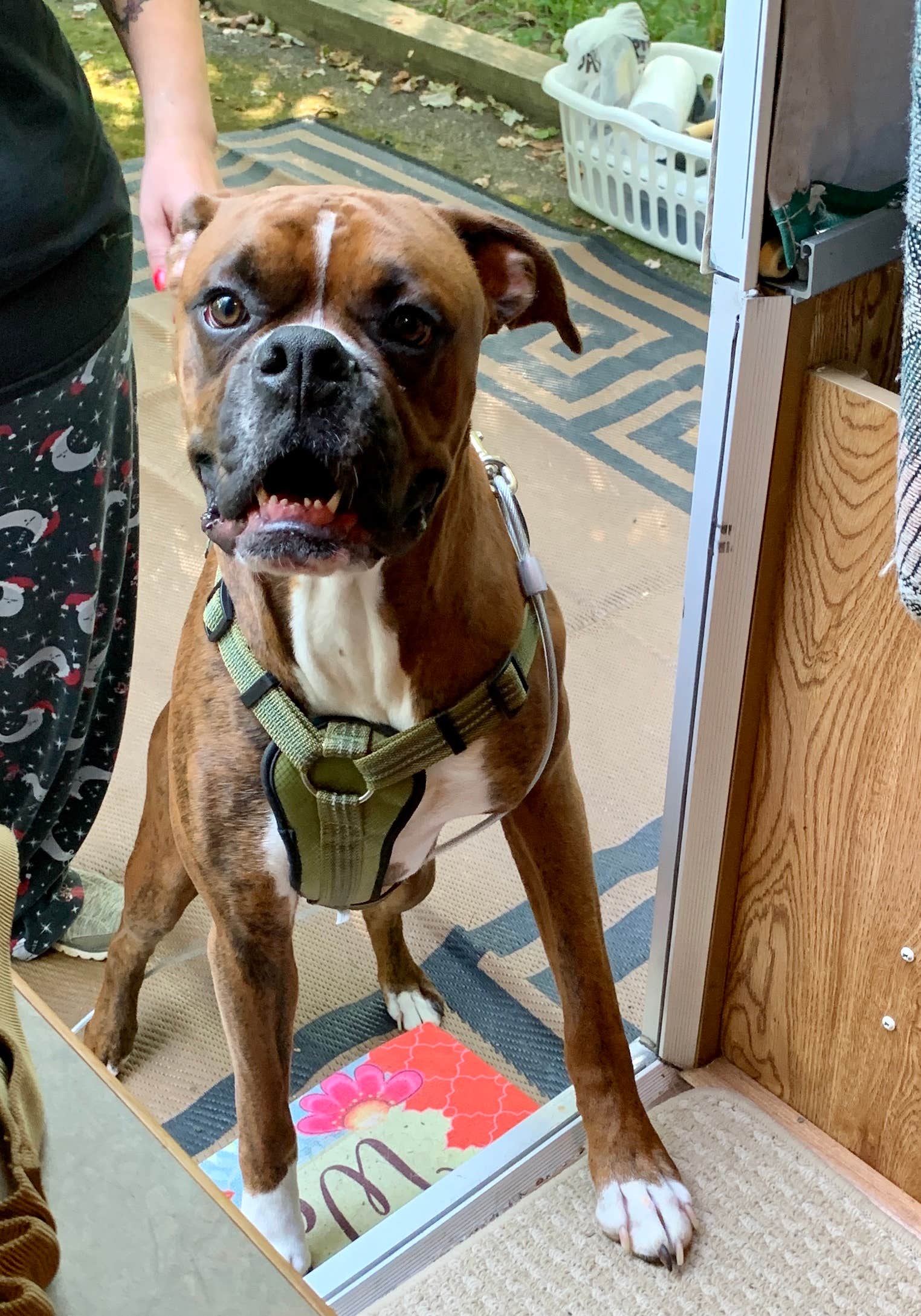 mgaston551's photo of camping with pets at Tomlinson Run State Park Campground near Poland, OH