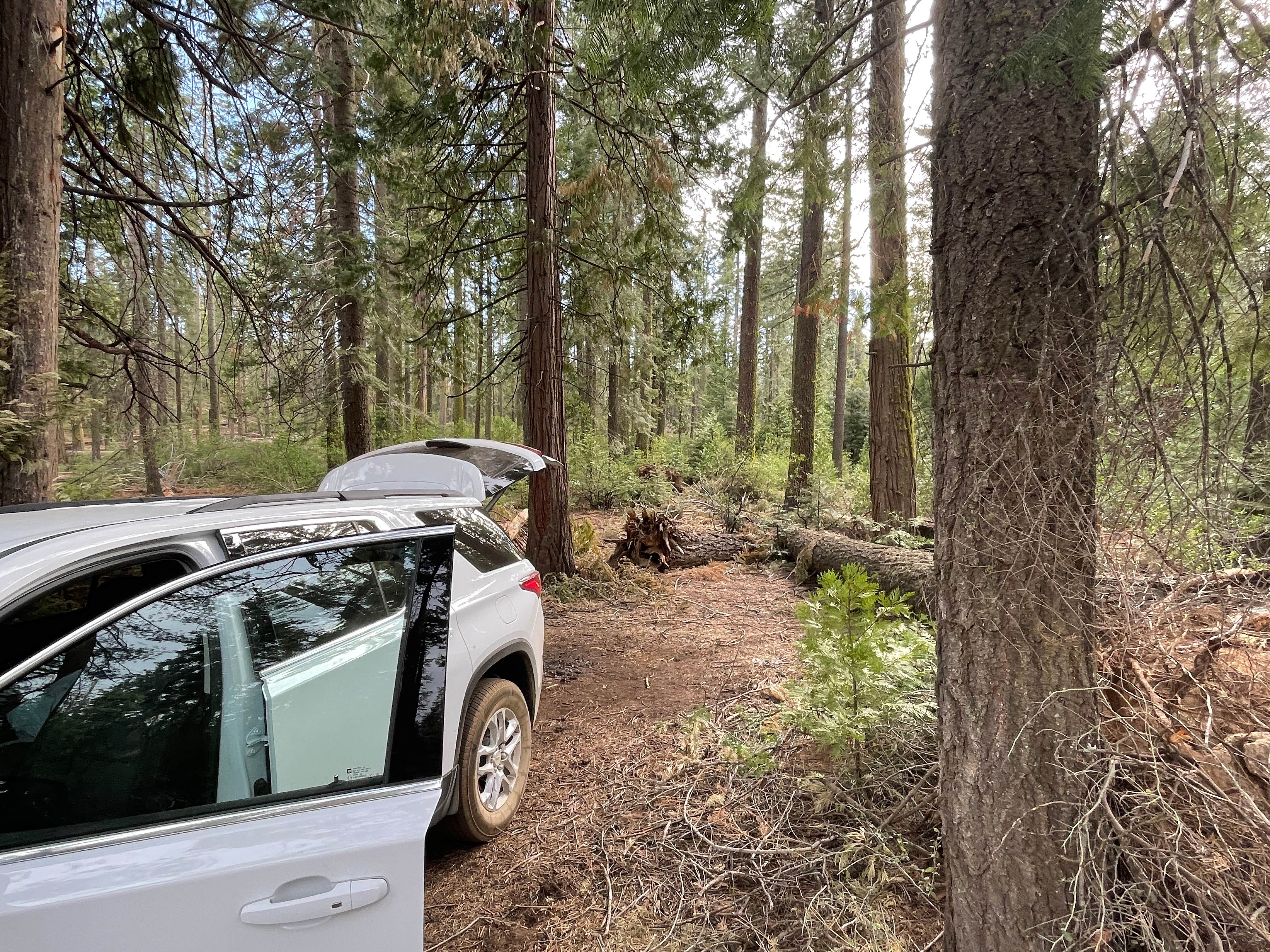 Camper submitted image from Yosemite “Boondock National” Dispersed Camping - 3