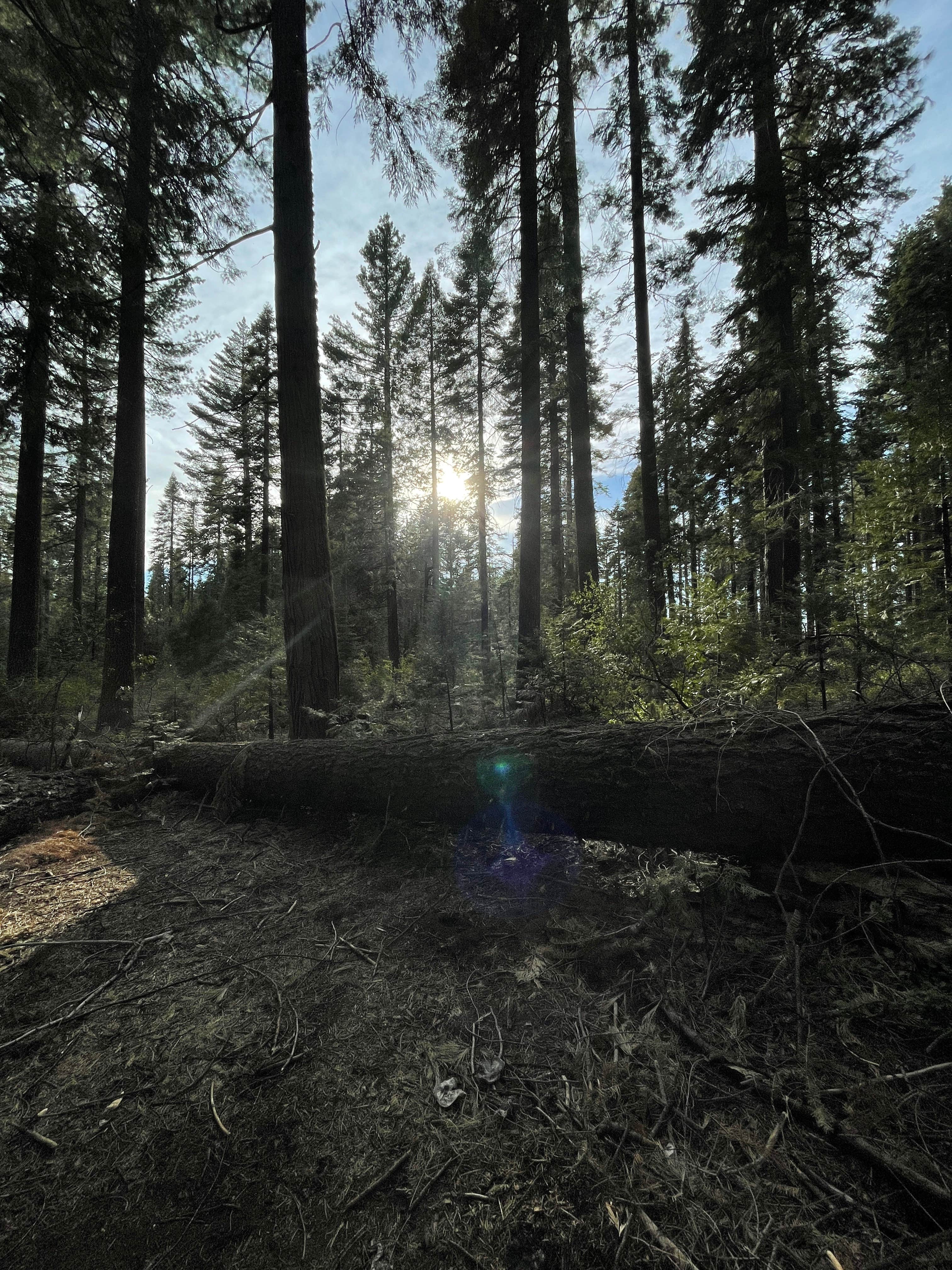 Camper submitted image from Yosemite “Boondock National” Dispersed Camping - 2