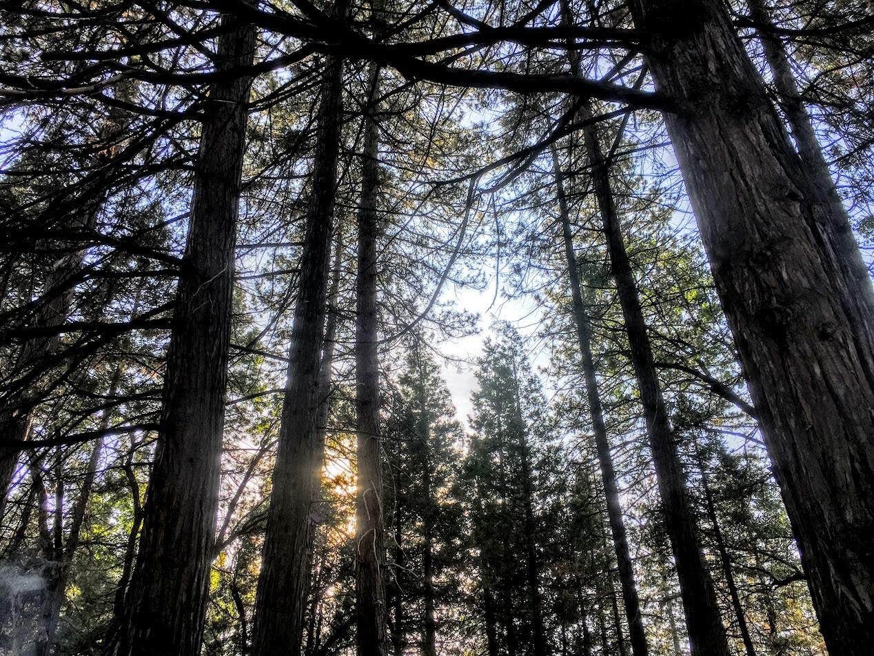 Camper-submitted photo at Tule - Success Lake near Sunland, CA