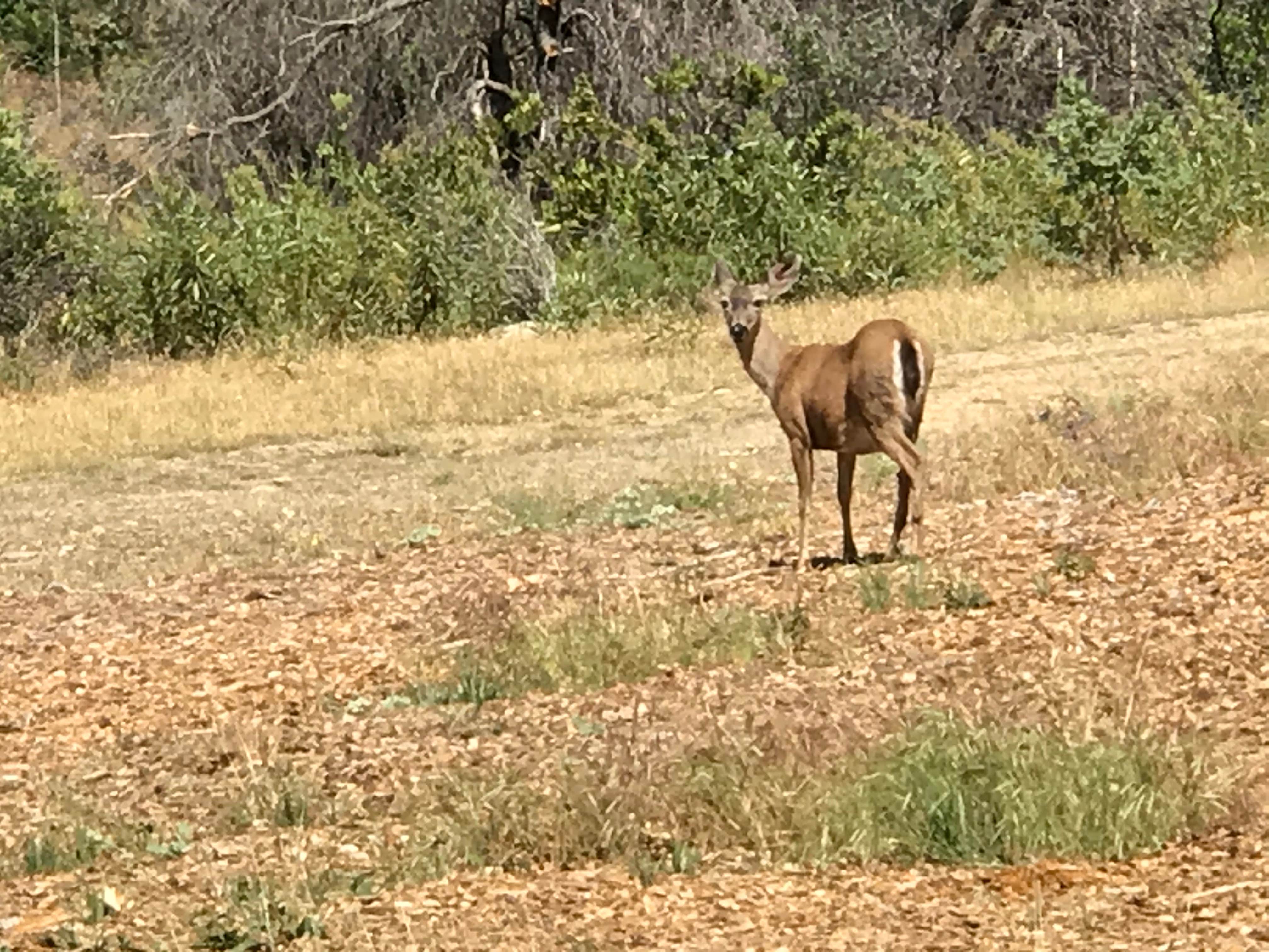 Camper-submitted photo at Horse Camp Primitive Campground — Whiskeytown-Shasta-Trinity National Recreation Area near Redding, CA