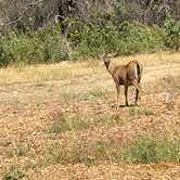 Review photo of Horse Camp Primitive Campground — Whiskeytown-Shasta-Trinity National Recreation Area by Web H., May 30, 2021