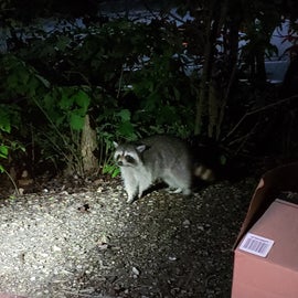 campground raccoon