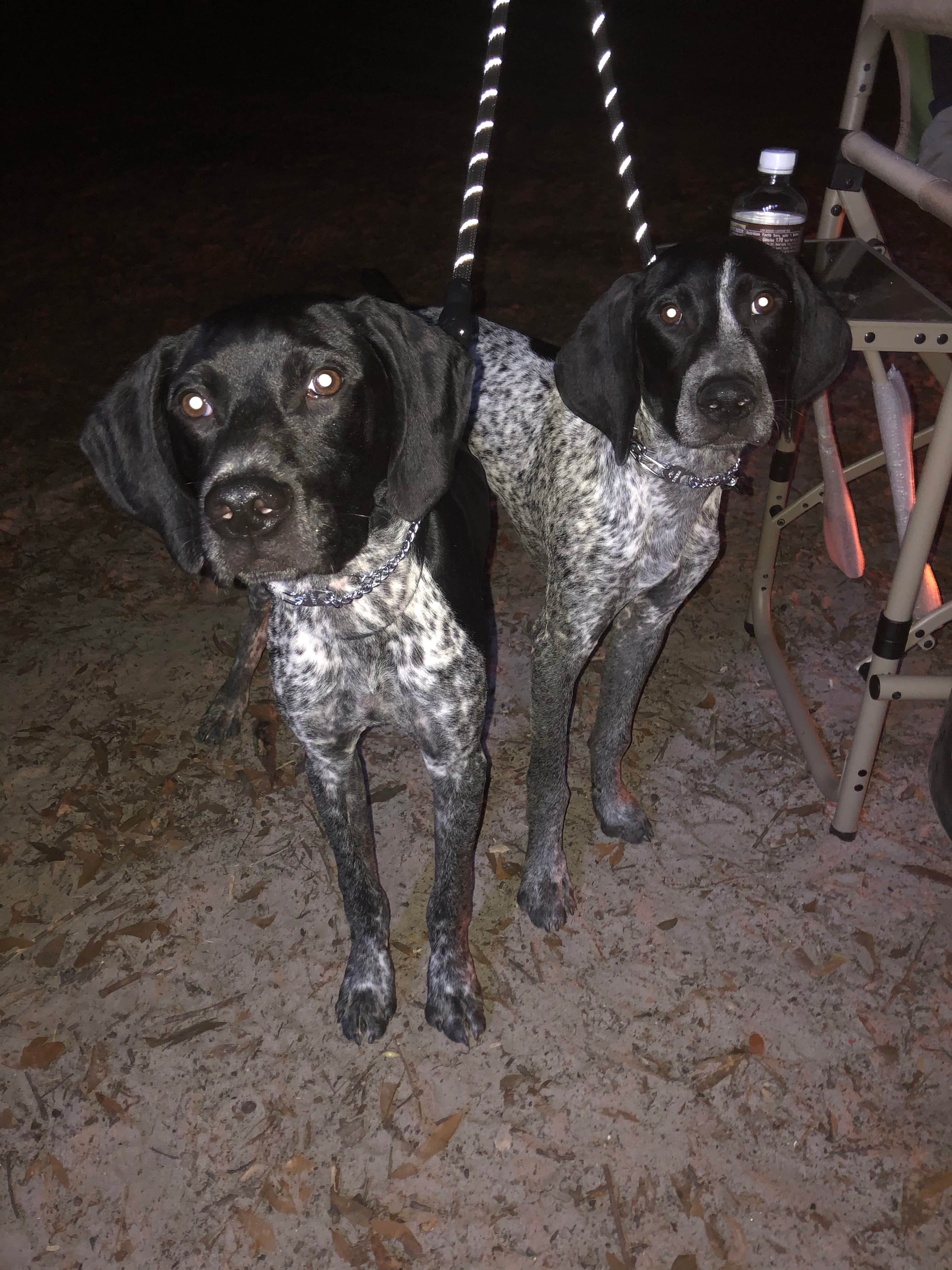 Ashlee R.'s photo of camping with pets at Devil's Den Spring near Williston, FL