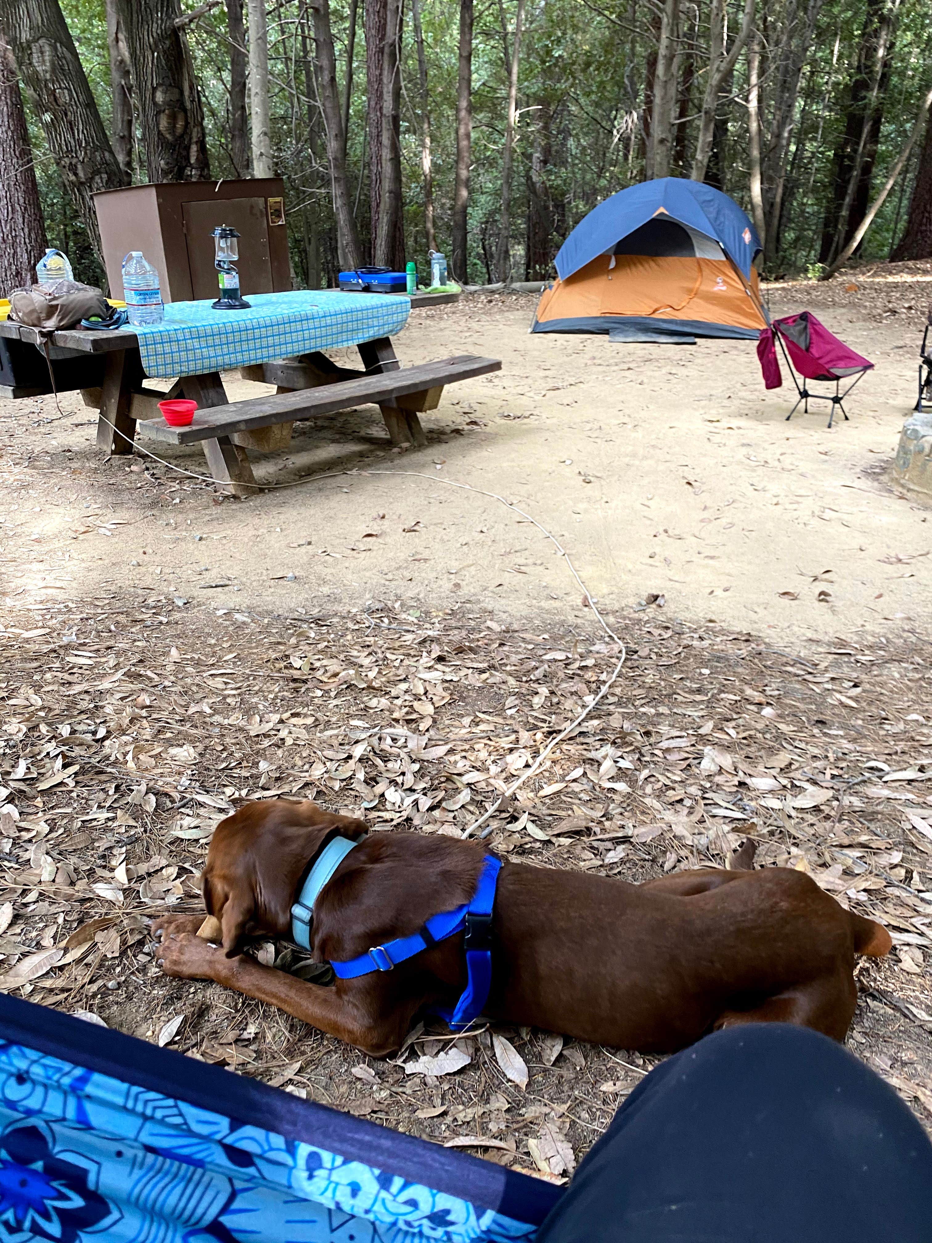 Isabel C.'s photo at Schoolhouse Campground (CA) near Camptonville, CA
