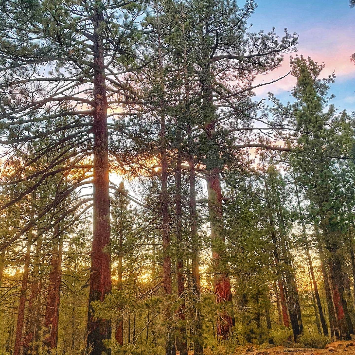 Camper-submitted photo at Troy Meadow Campground near Onyx, CA