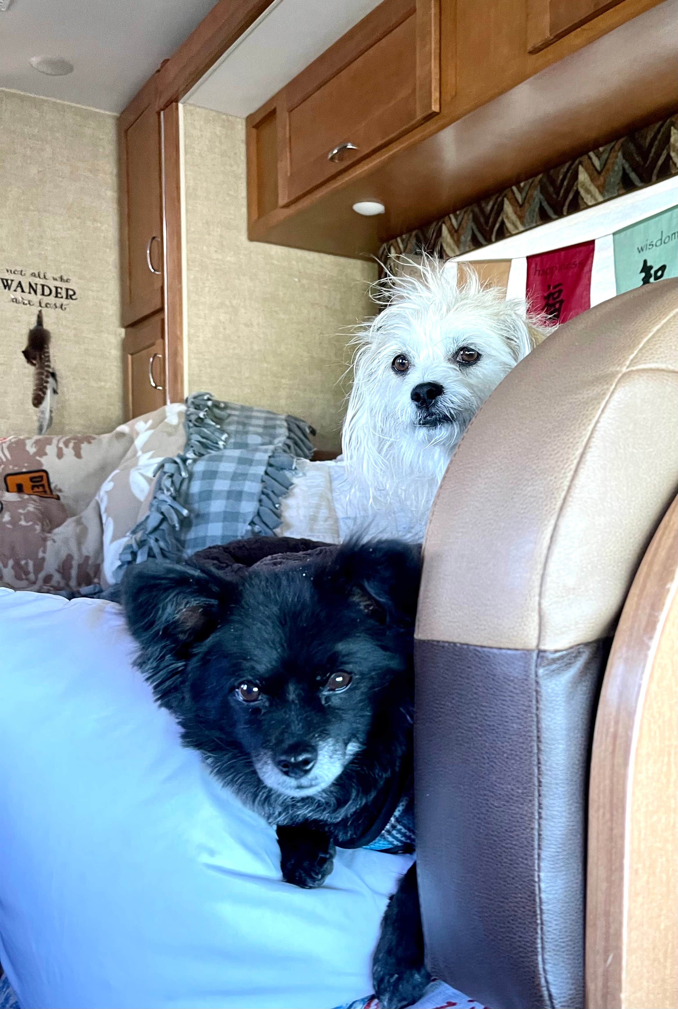 Debbie S.'s photo of camping with pets at Kansas City West-Lawrence KOA near Topeka, KS