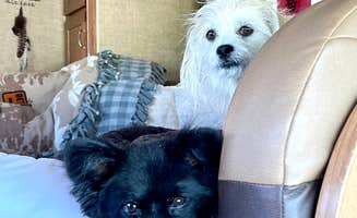 Debbie S.'s photo of camping with pets at Kansas City West-Lawrence KOA near Tonganoxie, KS