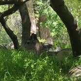 Review photo of Potwisha Campground — Sequoia National Park by Rosie H., May 30, 2021