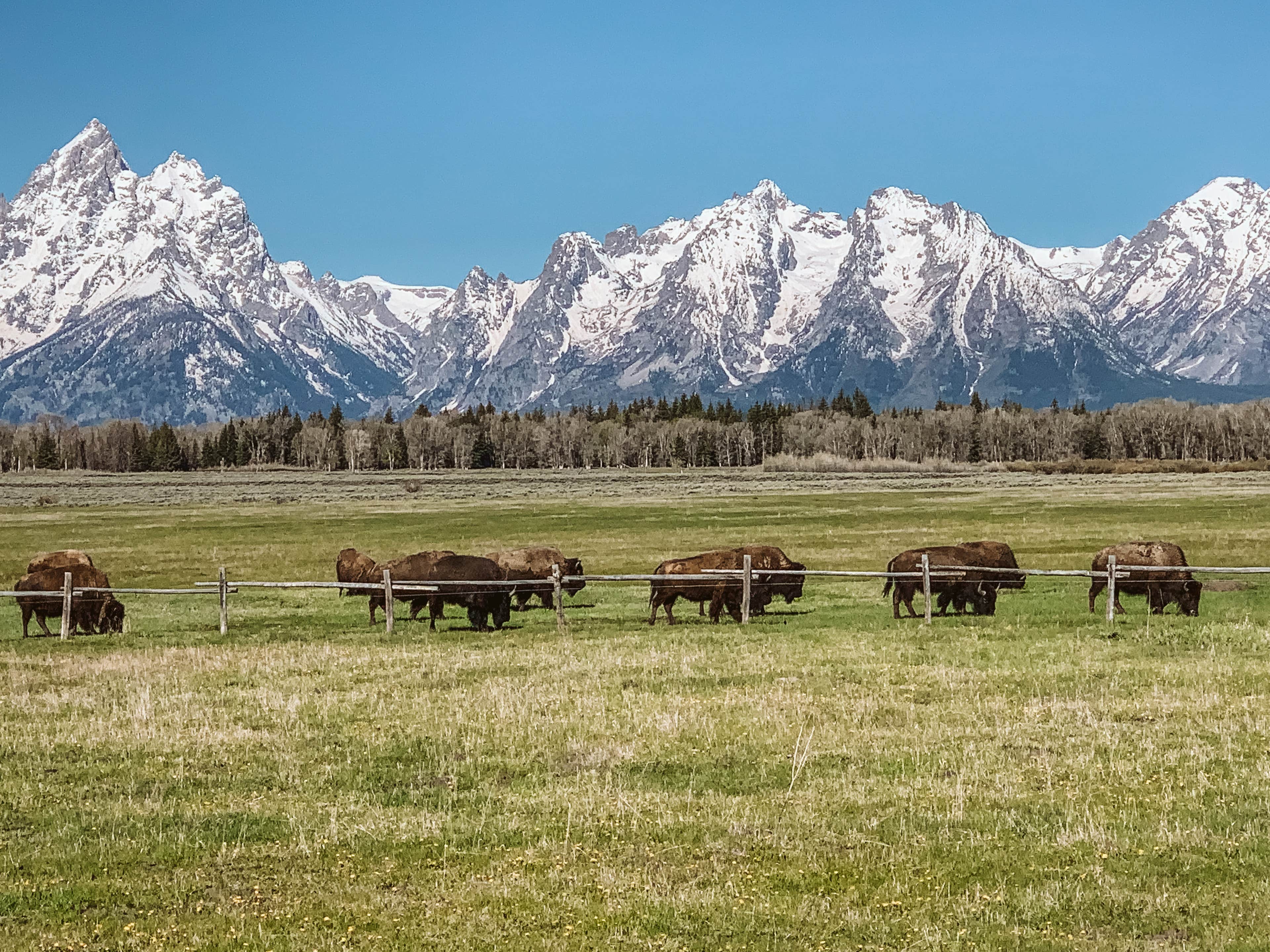 Camper submitted image from Fireside Resort at Jackson Hole - 5