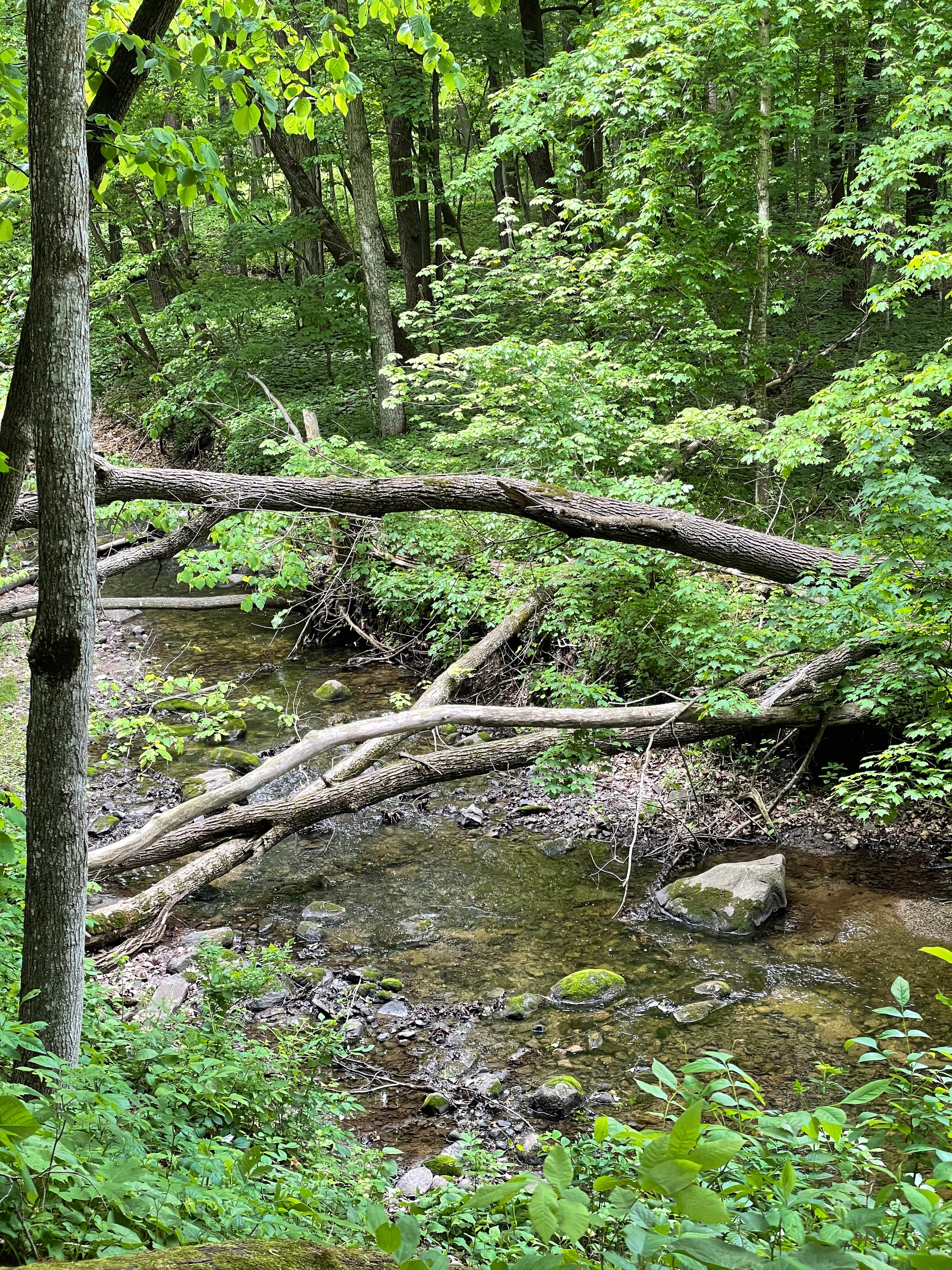 Camper submitted image from Fort Defiance State Park Campground - 3