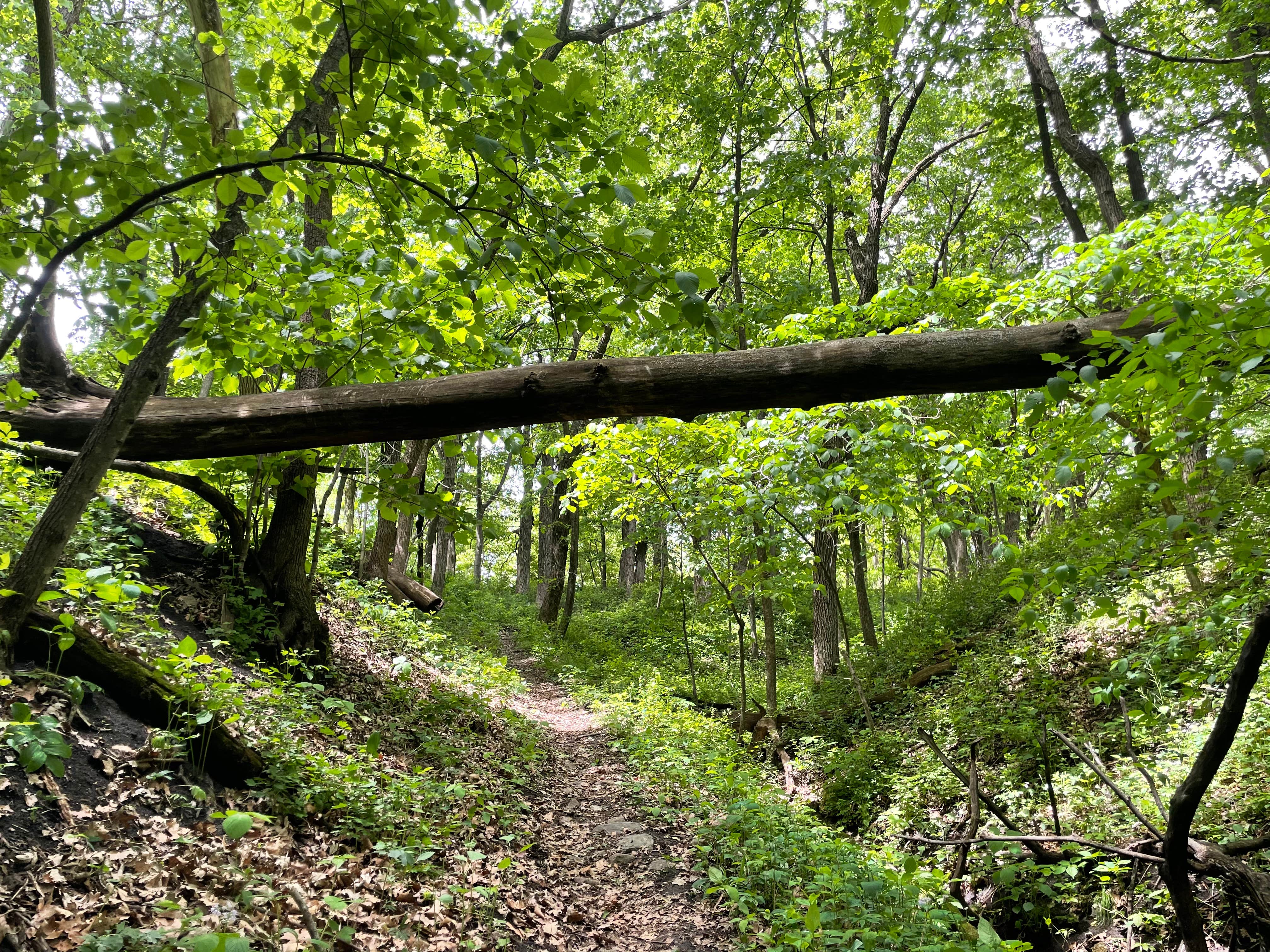 Camper-submitted photo at Fort Defiance State Park Campground near Wallingford, IA