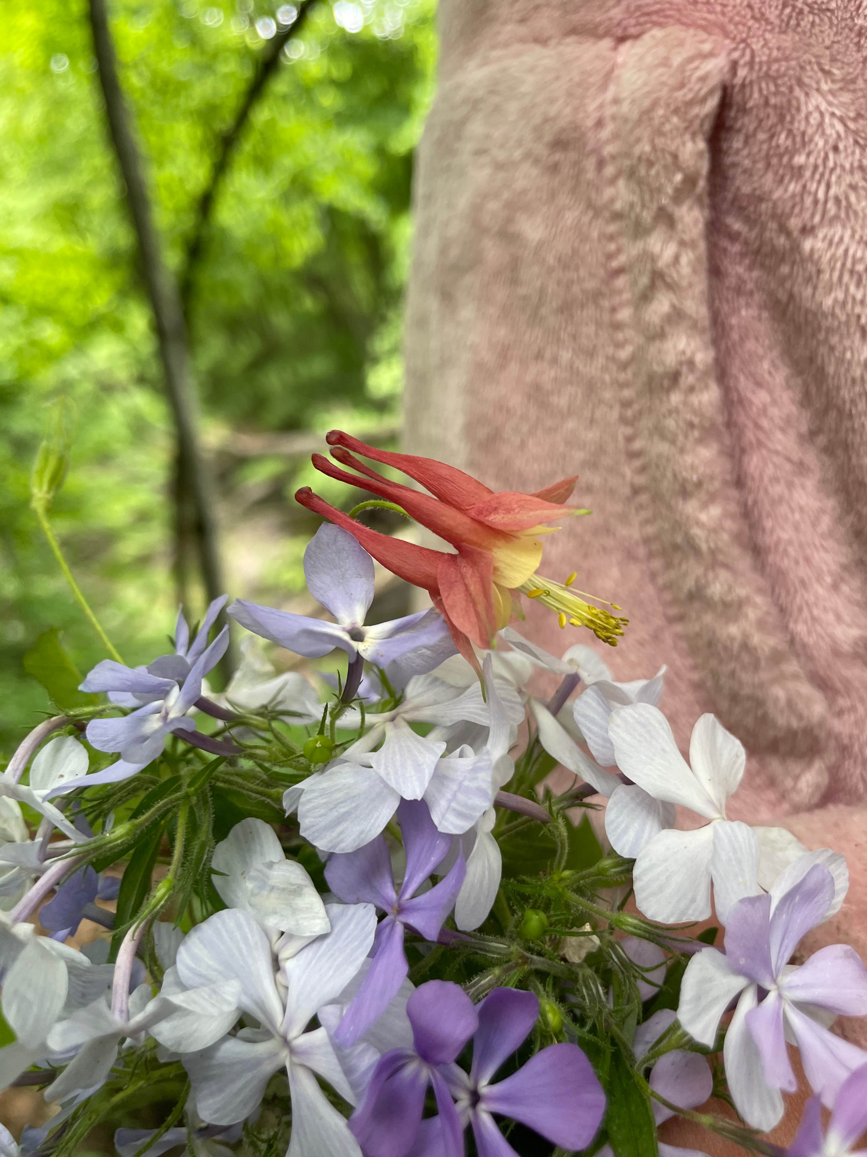 Camper-submitted photo at Fort Defiance State Park Campground near Wallingford, IA