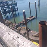 Review photo of South Beach State Park Campground by Lady L., May 31, 2021