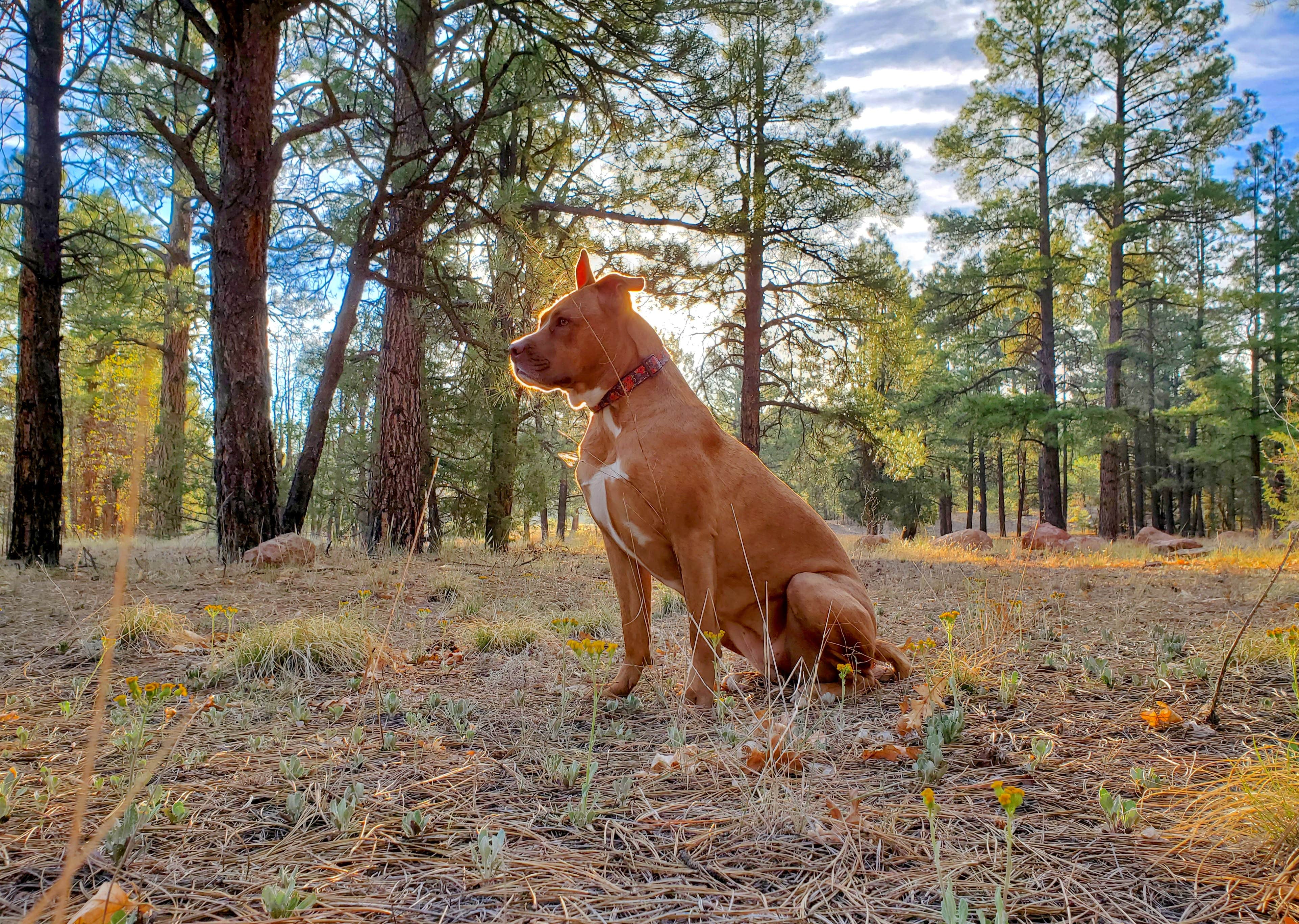 Chip's photo of camping with pets at Quaking Aspen Campground near Fort Defiance, AZ