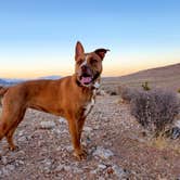 Review photo of Red Rock Canyon National Conservation Area - Red Rock Campground by Chip , May 31, 2021