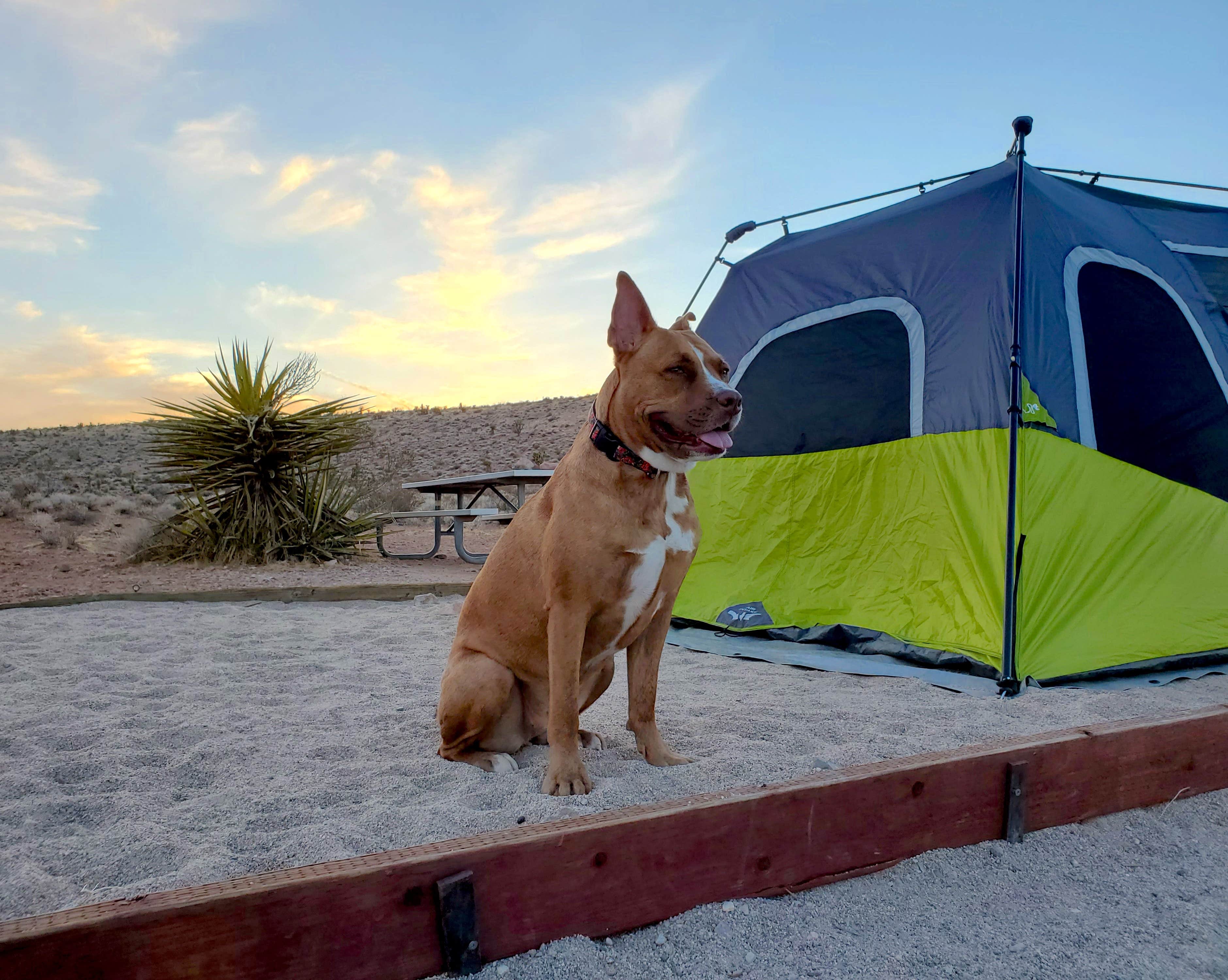 Chip's photo at Red Rock Canyon Campground near Sloan, NV