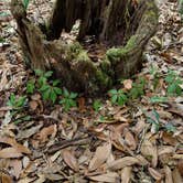 Review photo of Tillis Hill  Recreation Area - Withlacoochee State Forest by Mina  G., May 31, 2021