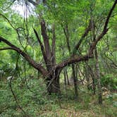 Review photo of Tillis Hill  Recreation Area - Withlacoochee State Forest by Mina  G., May 31, 2021