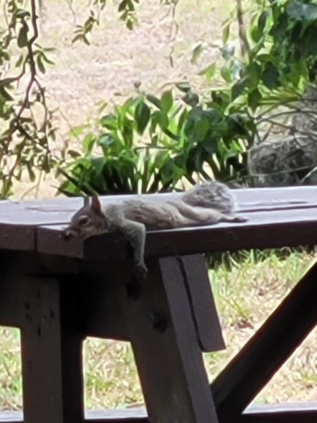 Mina  G.'s photo of camping with pets at Tillis Hill Equestrian Campground — Withlacoochee State Forest near Bushnell, FL