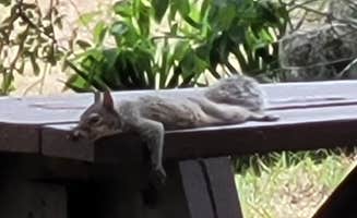 Mina  G.'s photo of camping with pets at Tillis Hill Equestrian Campground — Withlacoochee State Forest near Nobleton, FL