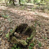 Review photo of Tillis Hill  Recreation Area - Withlacoochee State Forest by Mina  G., May 31, 2021