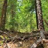 Review photo of Tillis Hill  Recreation Area - Withlacoochee State Forest by Mina  G., May 31, 2021