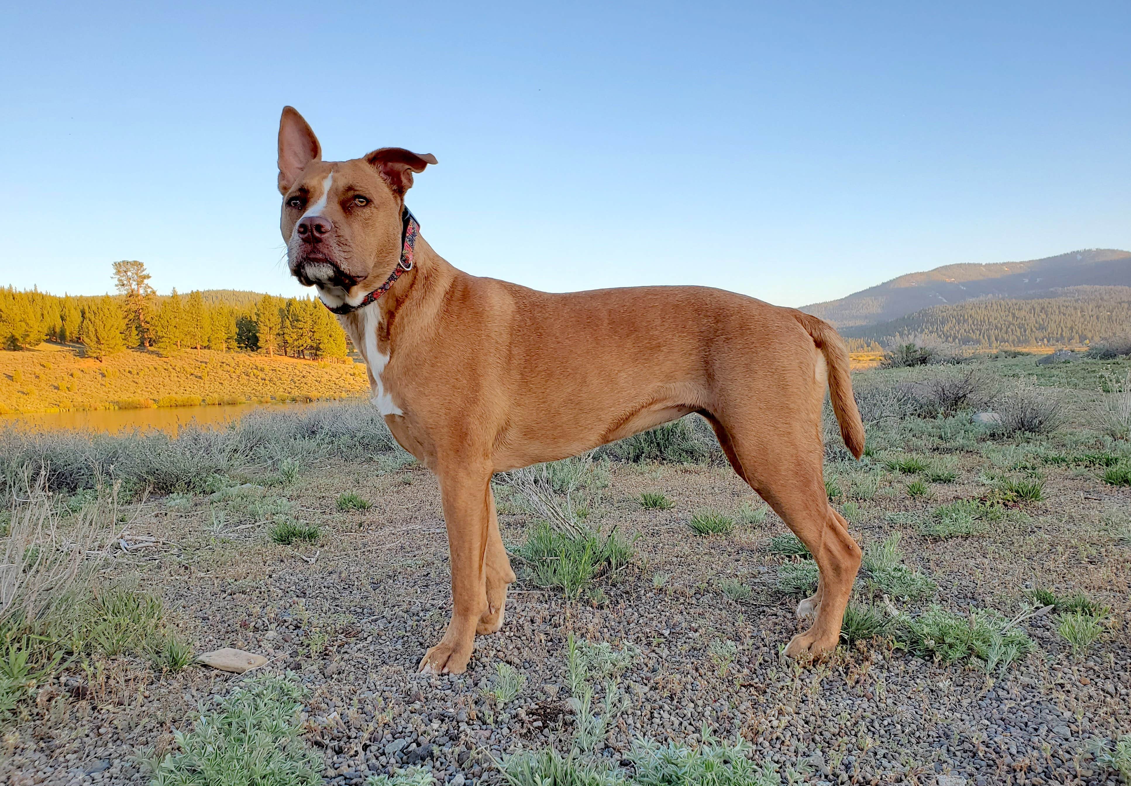 Chip's photo of camping with pets at Alpine Meadow Campground near Norden, CA