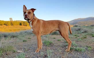 Chip's photo of camping with pets at Alpine Meadow Campground near Kings Beach, CA