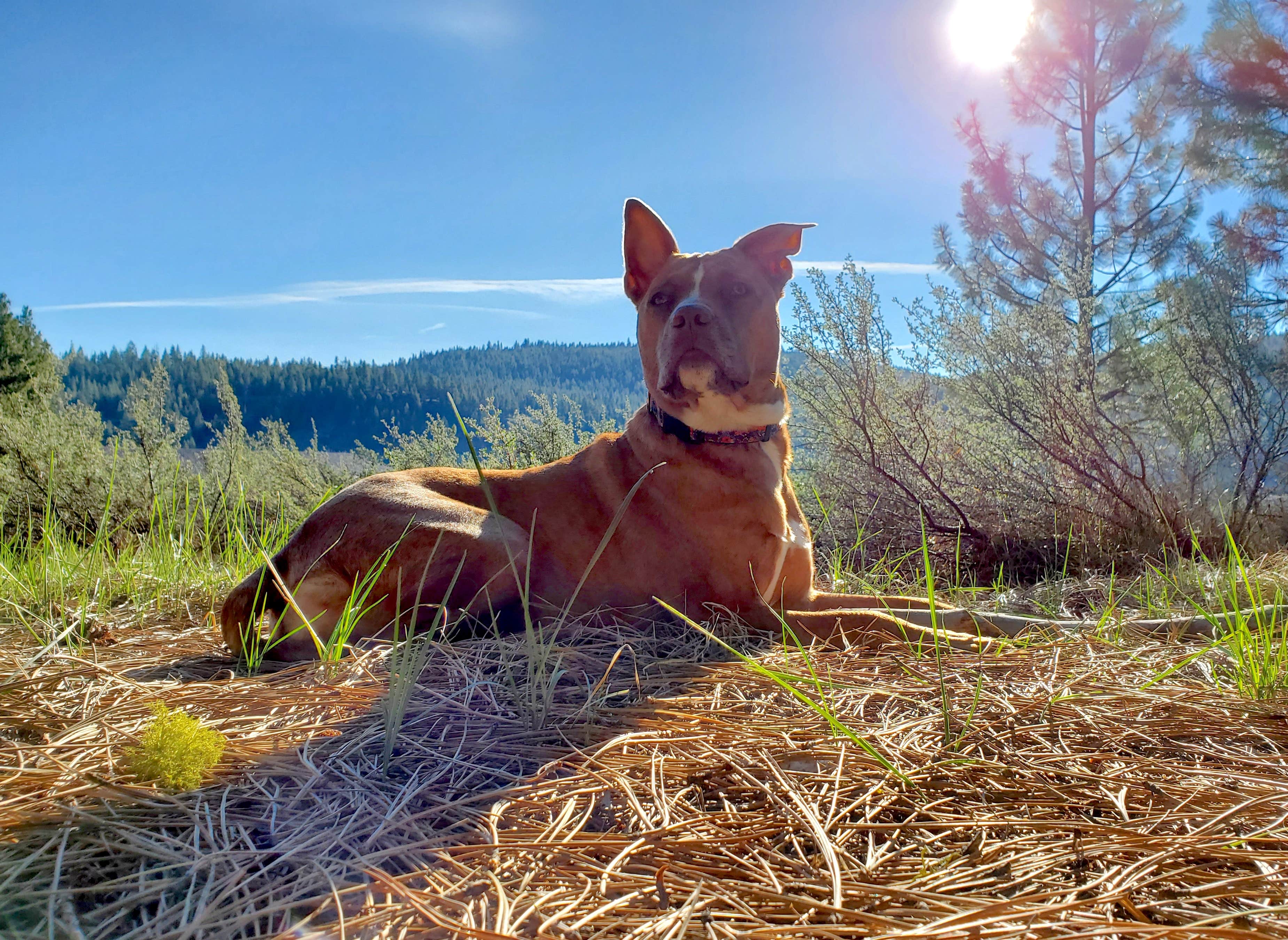 Chip's photo of camping with pets at Alpine Meadow Campground near Virginia City, NV
