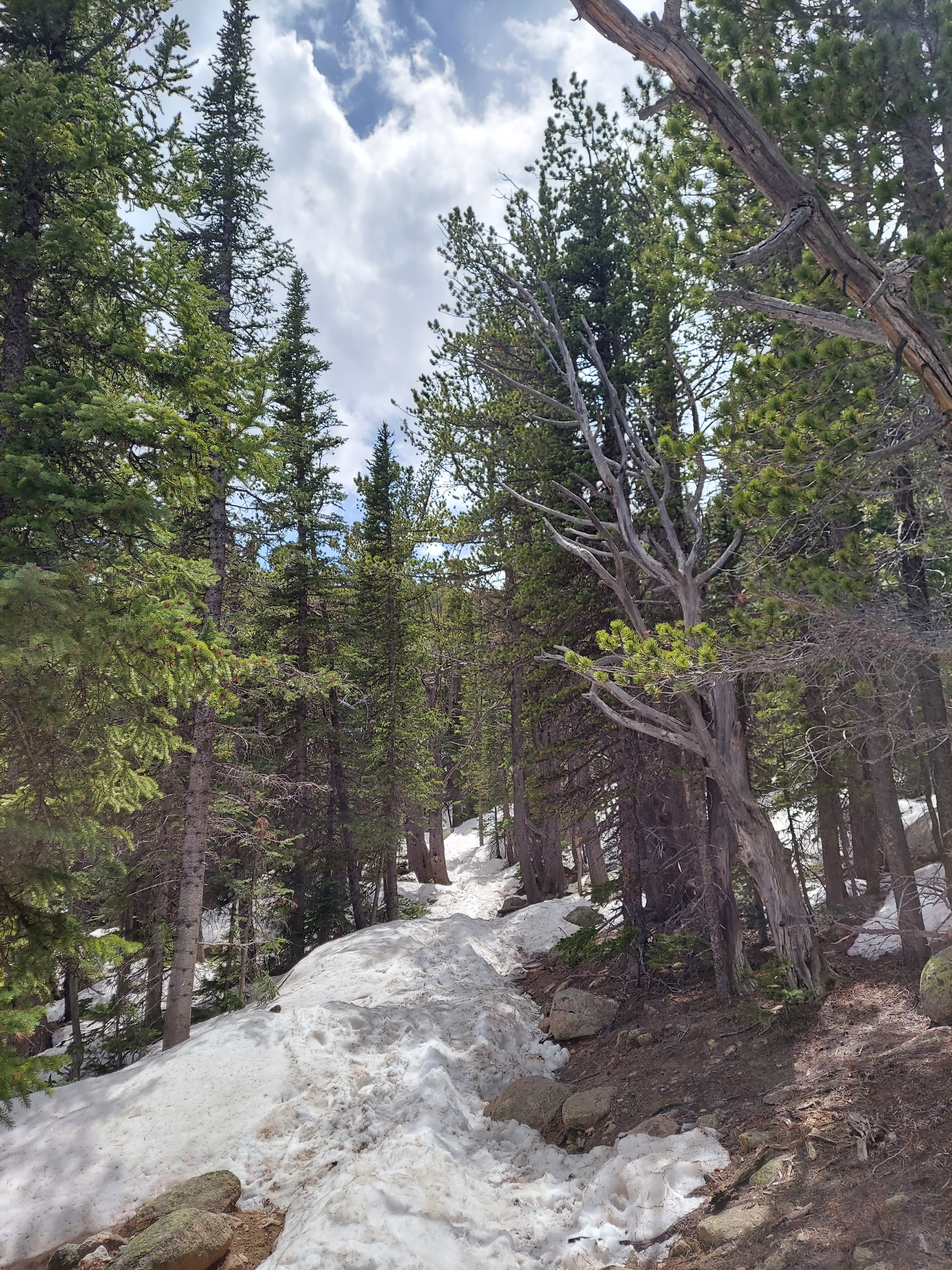 Camper submitted image from Goblin's Forest Goblin's Forest — Rocky Mountain National Park - 1