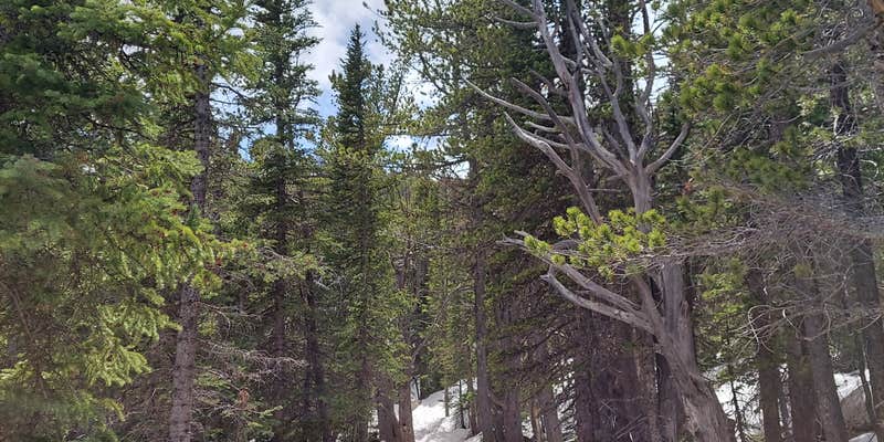 Camper submitted image from Goblin's Forest Goblin's Forest — Rocky Mountain National Park