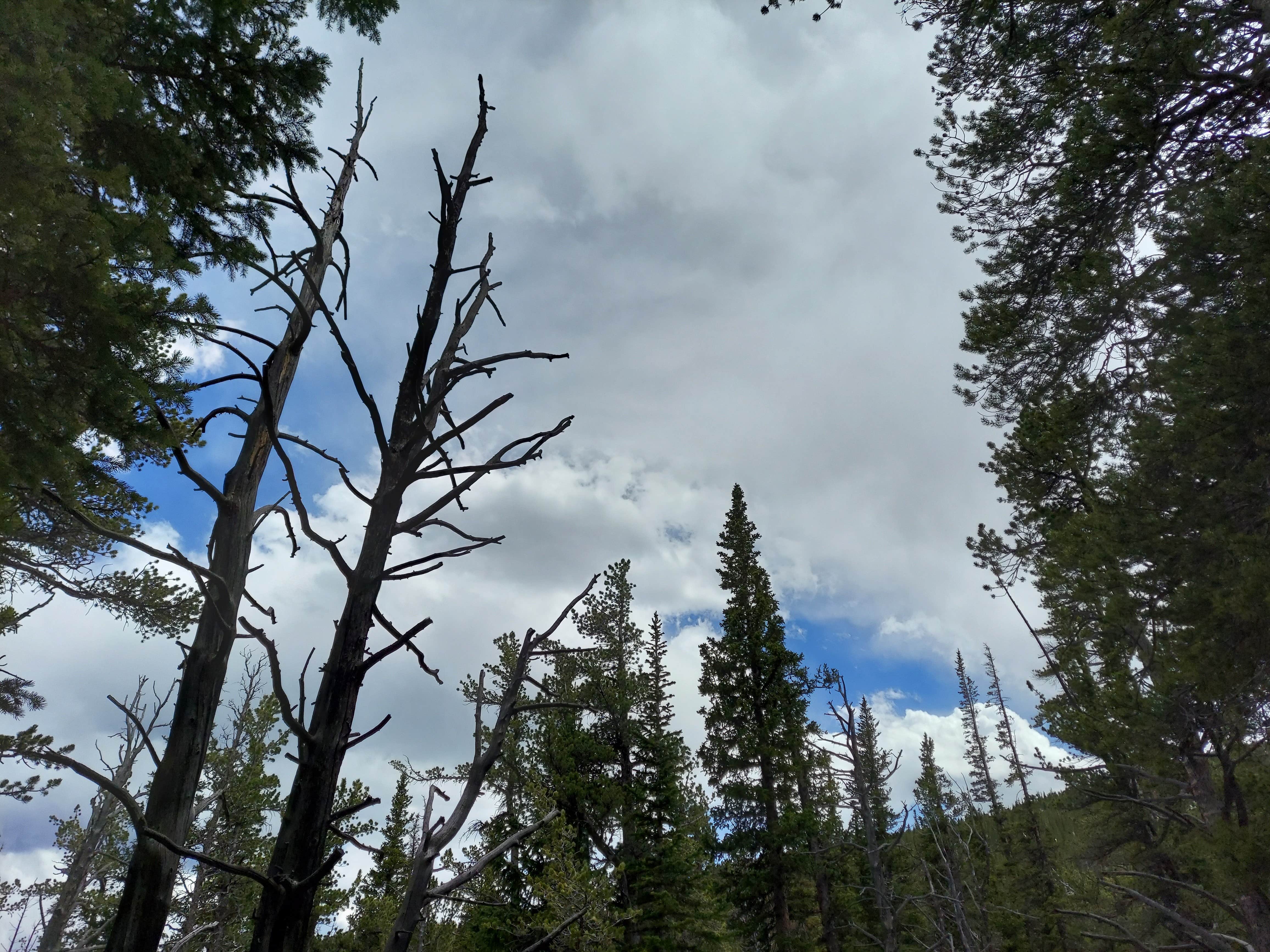 Camper-submitted photo at Goblin's Forest Goblin's Forest — Rocky Mountain National Park near Estes Park, CO