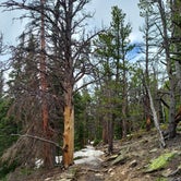 Review photo of Goblin's Forest Goblin's Forest — Rocky Mountain National Park by Heather  A., May 31, 2021