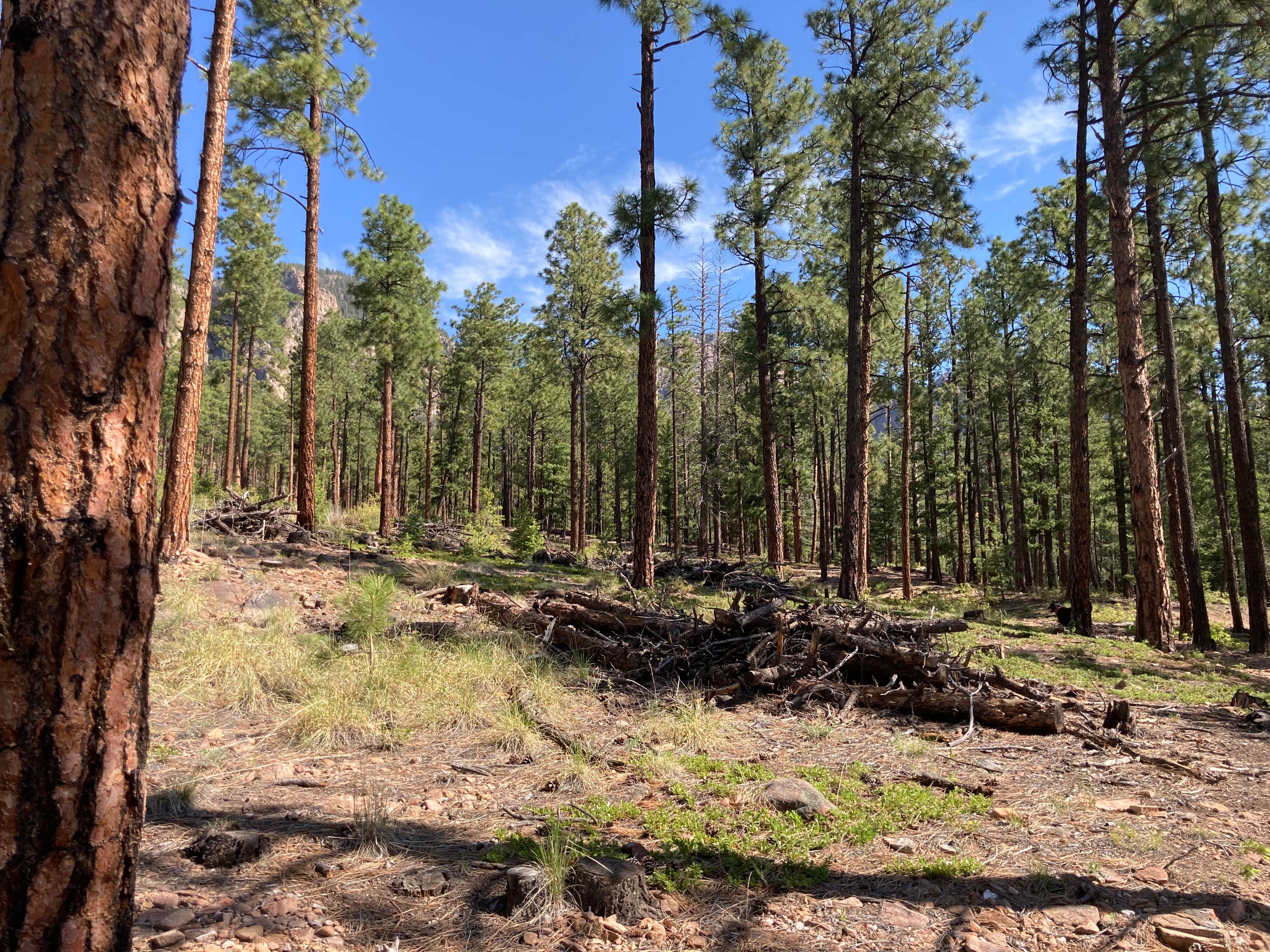 Camper-submitted photo at El Porvenir Campground near Sapello, NM