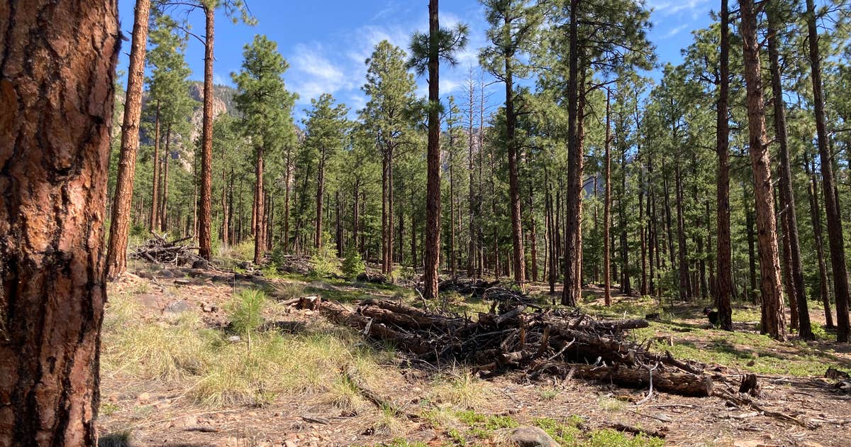 El Porvenir Campground