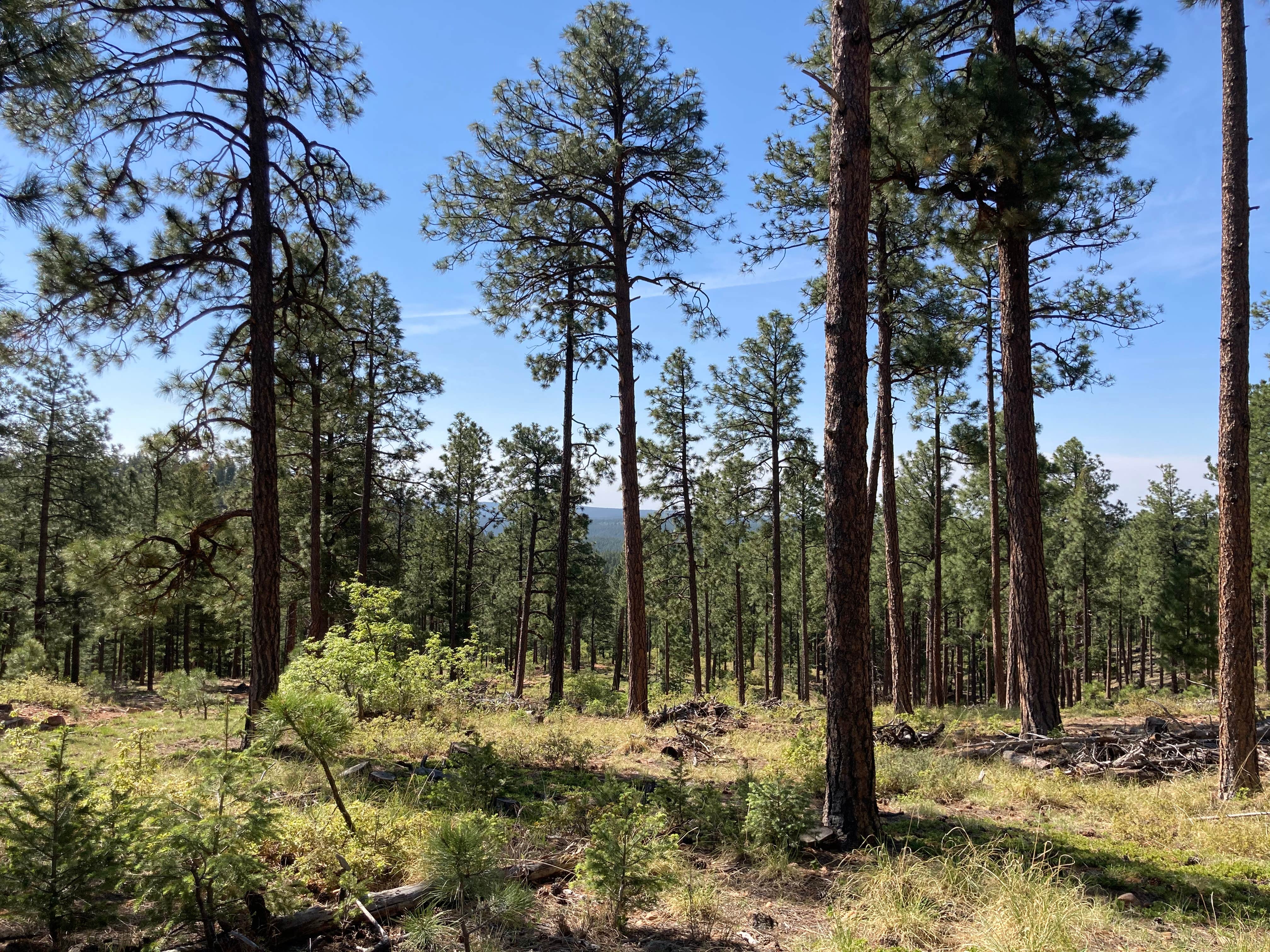 Camper-submitted photo at El Porvenir Campground near Sapello, NM