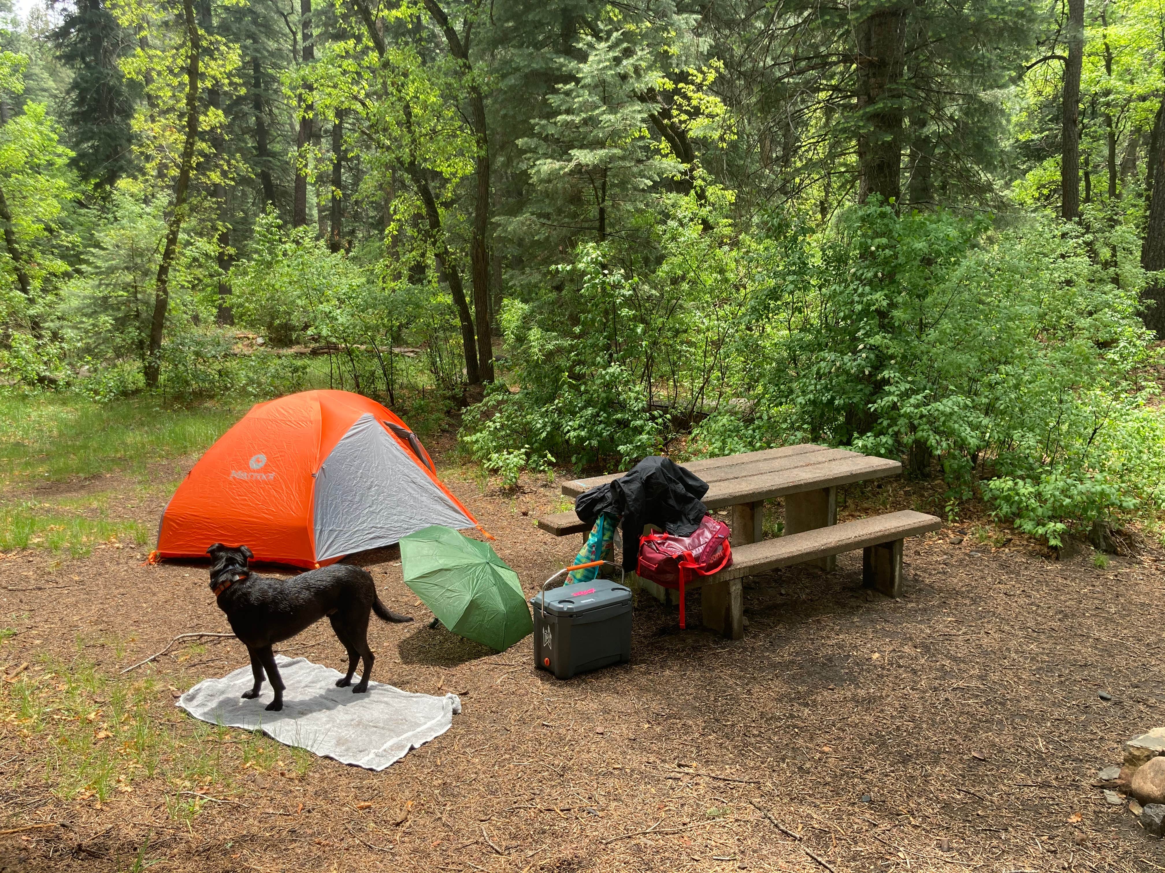 brianna's photo of camping with pets at El Porvenir Campground near Tererro, NM