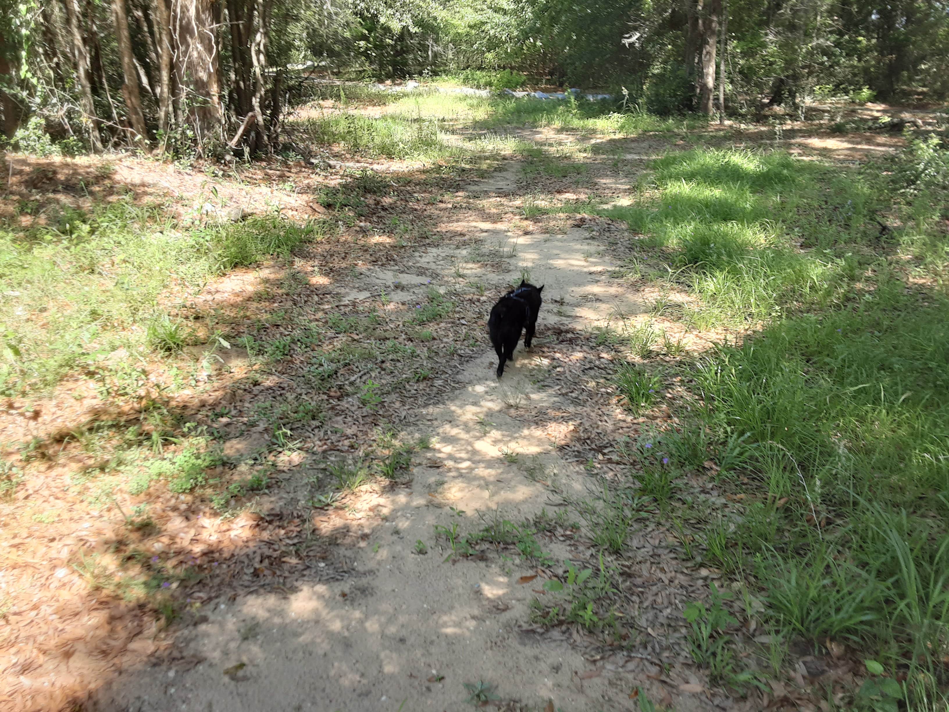 Lynn A.'s photo of camping with pets at Camp David RV Resort near Columbus, GA