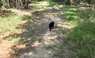 Lynn A.'s photo of camping with pets at Camp David RV Resort near West Point Lake