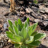 Review photo of Black Canyon Campground - Lower by Mark O., May 31, 2021