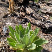 Review photo of Black Canyon Campground - Lower by Mark O., May 31, 2021