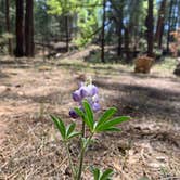 Review photo of Black Canyon Campground - Lower by Mark O., May 31, 2021